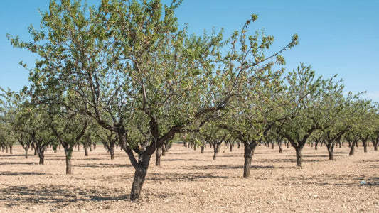 Il Consorzio, un patrimonio di Eccellenza
