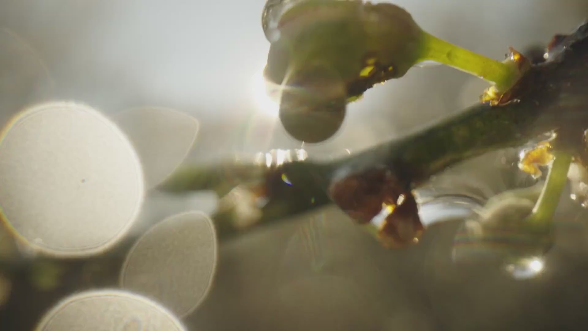 Carica il video: 